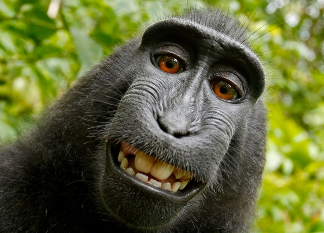 Selfie Macaca Nigra | Foto: David Slater
